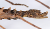 CollectionObject 1557793; 4bcf613c-602b-45ed-97af-3558a838294e: copyright ANSP. female: end of abdomen, lateral view (syntype). (CollectionObject).