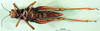 CollectionObject 1501276; 30fcbc04-5142-4aa3-9daa-5d5668d4dc32: female, ventral view (holotype). (CollectionObject).