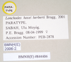 CollectionObject 1559428; c36cbd4a-278a-43d6-8645-4e0e55dd1f0a: copyright Natural History Museum, London. female, data labels of synonym Lonchodes hosei herberti (paratype). (CollectionObject).;CollectionObject 1559429; 7de651f1-0c17-42a0-9679-746db1a10735: copyright Natural History Museum, London. female, data labels of synonym Lonchodes hosei herberti (paratype). (CollectionObject).