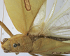 CollectionObject 1539796; a7971dad-8a5c-4b3c-9b49-d72f4f82ee32: male stridulatory apparatus (holotype). (CollectionObject).