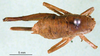 CollectionObject 1501842; bca2cad9-e5e3-43e2-bbf2-4bfdb0184528, DORSA BTisohosS01: female nymph, dorsal view (syntype). (CollectionObject).