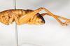 CollectionObject 1475074; 9ab5ff0e-bb65-4496-b256-1ca1dca28b90: male, lateral view (holotype). (CollectionObject).