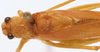 CollectionObject 1517272; ba7d7768-a0bc-464d-8ee7-1bbaa8481d8c: male, dorsal view (holotype). (CollectionObject).