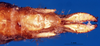 CollectionObject 1505378; fc3d23ee-c6b5-43f7-b0a7-3851a26718c4: female abdomen tip, dorsal view (holotype). (CollectionObject).