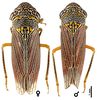Habitus, dorsal view: U.S.A., Texas, Jeff Davis Co., Rt.166 ca. 24.8 mi W of Ft. Davis, INHS. (Observation).