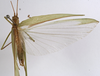 CollectionObject 1529817; 3b9f3ac2-a9d8-4580-88d1-06e8c83d2d0f: male, dorsal view (holotype of Tylopsis longipennis). (CollectionObject).