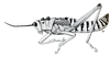 Paraphymateus roffeyi Dirsh, 1962: Fig. I. male, lateral view. (Otu).