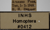 Other on Athysanella (Athysanella) supina Ball & Beamer, 1940: Labels - Female. (Observation).