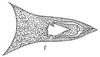 Subgenital plate: !! display not done !! on Latinocesa longicauda (Oman, 1938): genital capsule, dorsally. (Observation).