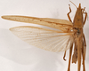 CollectionObject 1534497; ffe84872-2013-43e5-b576-d28687cd394a: male, dorsal view(syntype). (CollectionObject).
