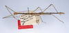 Canuleius vigintiquatuorspinosus Redtenbacher, 1906: copyright ZMUH, Hamburg. male, lateral view (syntype). (Otu).