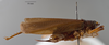 CollectionObject 1527053; 593527e9-da88-474e-8ce1-c70a6aeb1efd: female, lateral view (holotype). (CollectionObject).
