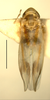 Habitus, dorsal view on Erythridula praecisa (Knull, 1946): Habitus (holotype of E. kingstoniensis Hepner, INHS collection). (Observation).