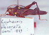 Cyphacris decorata Gerstaecker, 1889: Image Carbonell, C.S. male, lateral view. (Otu).