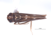 Habitus, dorsal view: !! display not done !! on Agallidwipa bispinosa Viraktamath & Gonçalves, 2013: (Observation).