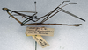 Phalces unilineatus Redtenbacher, 1906: copyright NMW. male, lateral view (holotype). (Otu).