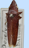 Habitus, dorsal view on Deselvana Young, 1968: female: Deselvana simulans, Colombia, NCSU. (Observation).