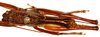 CollectionObject 1499680; 2c4c12f2-faf6-4e94-a7d8-695a622df1fb: male, dorsal view. (CollectionObject).