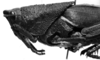 CollectionObject 1541912; b2ba2d7a-8bd8-4342-bbf8-3b6f778c1511: Image Carbonell, C.S. female, head and pronotum, lateral view. (CollectionObject).