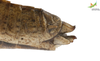 CollectionObject 1861853; 5cb915e0-df63-4b90-9627-d3dfa302e72b, Unioeste Cascavel K-0054: Female. End of abdomen, lateral view. (CollectionObject).