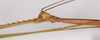 CollectionObject 1563482; ce82e9ab-7f2f-4d5b-a4fd-84d0be9af5f5: copyright ZSMC. male: head and thorax, lateral view (holotype). (CollectionObject).