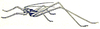 Glenophisis pretiosa Karny, 1926: Fig. 43. male, lateral view. (Otu).