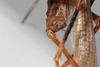 CollectionObject 1506461; 9ec82bb6-3b98-4b2e-b745-47bd3137269d: female, dorsal view (syntype). (CollectionObject).