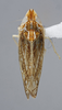 Habitus, dorsal view: !! display not done !! on Scaphytopius n. sp. PE19: Scaphytopius Ball, 1931: (Observation).