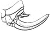 Anaulacomera (Anaulacomera) angustifolia (Saussure, 1859): female ovipositor. (Otu).