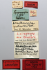 CollectionObject 1535518; c13f2b4c-75a9-4be8-a9f7-3a729c1aac06: labels (lectotype). (CollectionObject).
