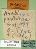 CollectionObject 1501494; fdfb6e0e-0ab3-4bb1-8a90-14cb65f83796: labels (syntype). (CollectionObject).