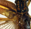 CollectionObject 1500586; 14a52cef-cf81-4732-8221-9f3b2e1ef18f, DORSA BTpoestrS02: male, stridulatory apparatus (syntype). (CollectionObject).