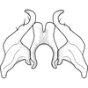 Stylus on Brazosa negra Pinedo-Escatel & Dietrich, 2020: style and connective, dorsal aspect. (Observation).