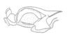 Exerythracris volcanica Rowell, 1995: Fig. 3E. endophallus, lateral view. (Otu).