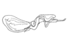 Balachowskyacris cerciata Descamps & Amédégnato, 1972: Fig. 149. endophallus, lateral view. (Otu).