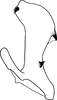 Aedeagus, lateral view on Bonaspeia cristata Linnavuori, 1961: Aedeagus, lateral view. (Observation).