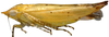 Habitus, lateral view: !! display not done !! on Paraboloponina Ishihara, 1953: Parabolopona webbi, lateral habitus (INHS). (Observation).