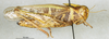 CollectionObject 1507273; 429665a1-5b58-4d45-8b71-9d6e87f7b206: female, lateral view (paratype of Gastrimargus transvaalensis). (CollectionObject).