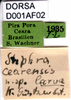 CollectionObject 1582222; dbb46a3f-2d06-4802-ac90-aa8f35491f6b, DORSA D001AF02: labels (syntype). (CollectionObject).