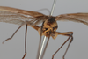 CollectionObject 1506587; 89ec8333-6d22-4e07-973b-8005501f7070: male, posterior view (syntype). (CollectionObject).