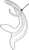 Aedeagus, lateral view on Eupteryx (Eupteryx) heydenii (Kirschbaum, 1868): Aedeagus, lateral view. (Observation).