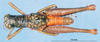 CollectionObject 1566285; 20a1b3d7-13f3-497f-9298-2269bee16270: male, dorsal view (paratype). (CollectionObject).