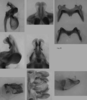 Melanoplus uinta Otte, 2012: (Otu).