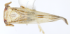 Habitus, dorsal view: !! display not done !! on Bostaera balli Penner, 1952: (Observation).