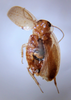 Plectoptera floridana Hebard, 1917: Photo by Heidi Hopkins. dorsal habitus. (Otu).