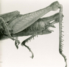 CollectionObject 1524853; df002ccf-d3c4-4277-bac8-e2d9d2e3003a: female, abdomen end, lateral view (holotype). (CollectionObject).