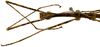 CollectionObject 1578595; RBINS IG: 32700''', 147a4476-5a9d-42bb-87c1-549b689a1865: copyright ISNB, Brussels. male: head & thorax, dorsal view (holotype). (CollectionObject).