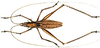 Kirkaldyus truncata (Karny, 1907): male (Kirkaldyus manteri Griffini). (Otu).
