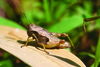 Usambilla olivacea Sjöstedt, 1910: female (Tanzania, Chala). (Otu).