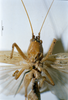 CollectionObject 1532828; NMW 7872, a111c179-d220-4e4e-b2a7-978fbe0208da: male, frontal view. (CollectionObject).